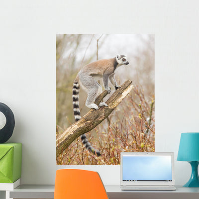 Ring-tailed Lemur Lemur Catta shown on a wall