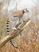 Ring-tailed Lemur Lemur Catta