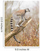 Ring-tailed Lemur Lemur Catta