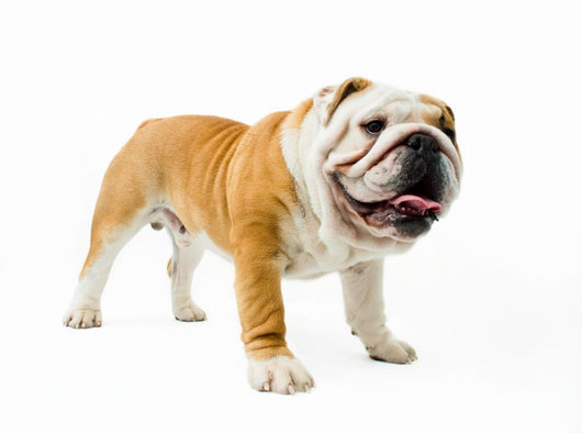 Bulldog Wall Decal