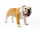 Bulldog Wall Decal