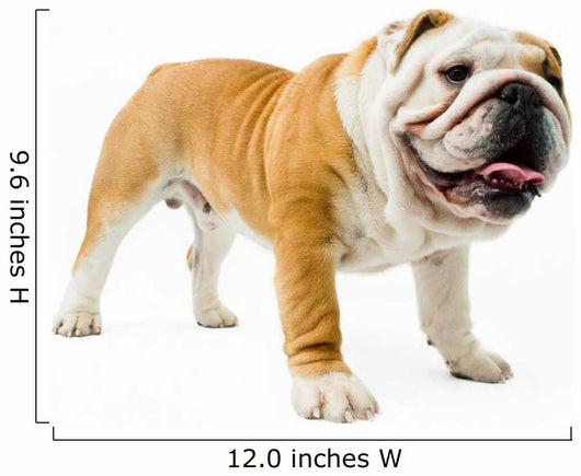 Bulldog Wall Decal