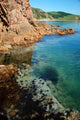Seashore Underwater Life Echinuses