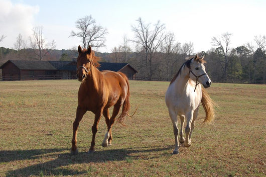 Horses Wall Mural