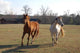 Horses Wall Mural
