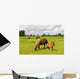 Pony Meadows