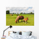 Pony Meadows