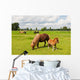 Pony Meadows