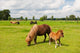 Pony Meadows
