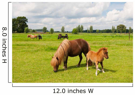 Pony Meadows