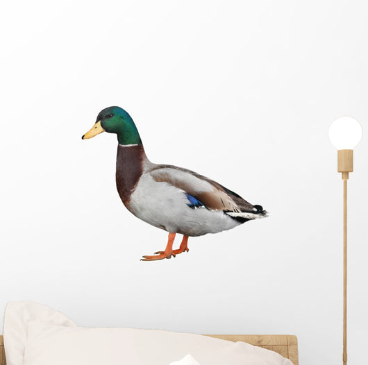 Wild Duck