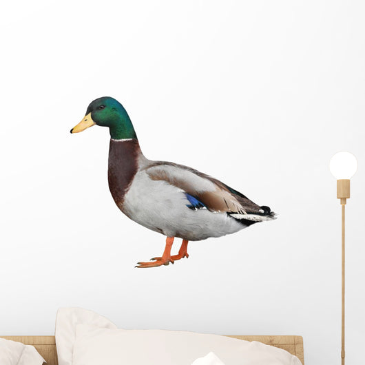 Wild Duck