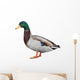Wild Duck