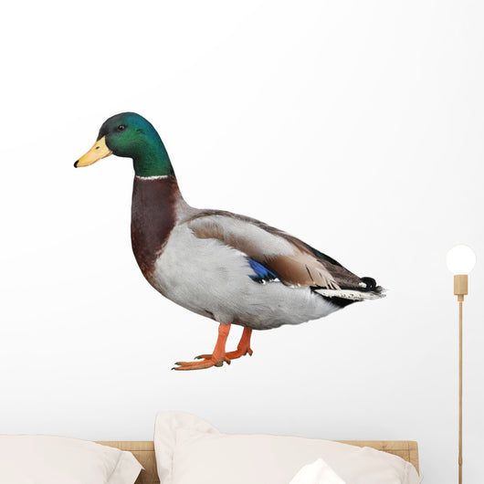 Wild Duck