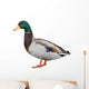 Wild Duck