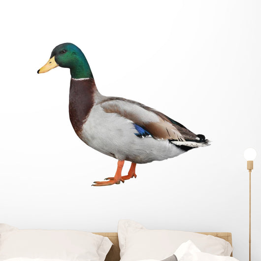 Wild Duck