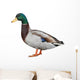 Wild Duck
