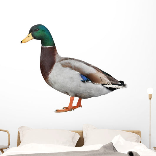 Wild Duck
