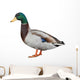 Wild Duck