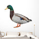 Wild Duck