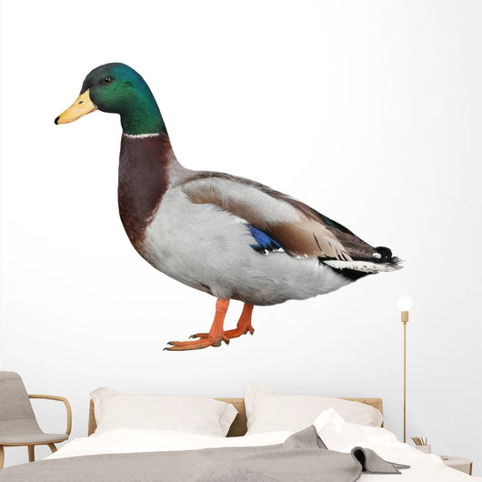 Wild Duck