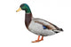 Wild Duck