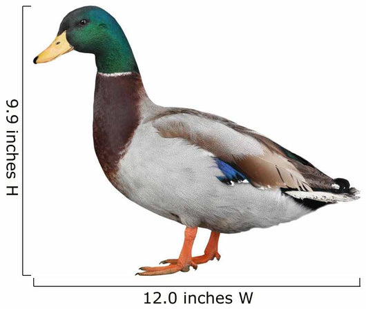 Wild Duck