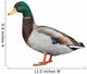 Wild Duck