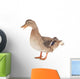 Wild Duck