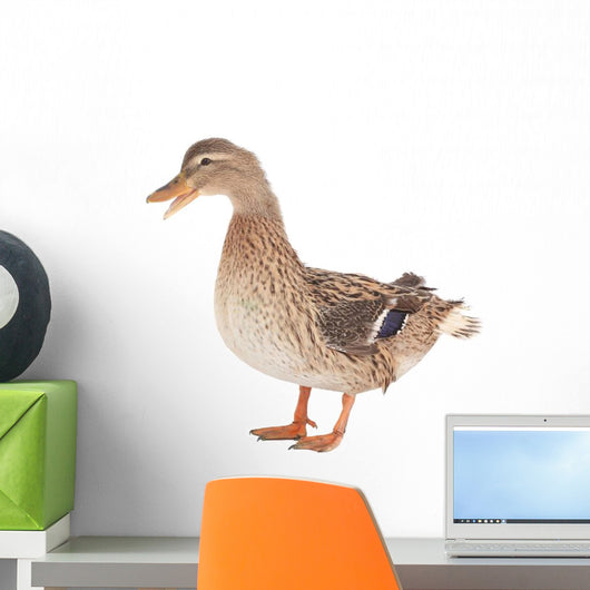Wild Duck