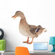 Wild Duck