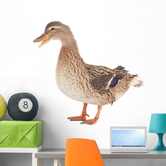 Wild Duck