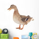 Wild Duck