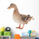 Wild Duck