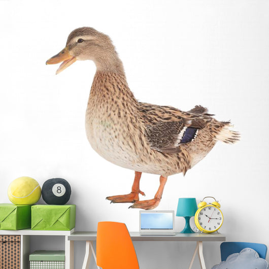 Wild Duck