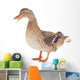 Wild Duck