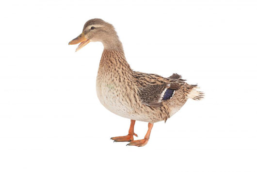 Wild Duck