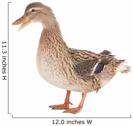 Wild Duck