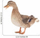Wild Duck