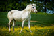Connemara-Pony Wall Mural