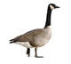 Canada Goose Wall Decal