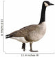 Canada Goose Wall Decal