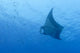 Manta Deep Blue Sea Wall Mural