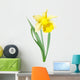 Yellow-white narcissus flower Wall Decal