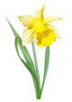 Yellow-white narcissus flower Wall Decal