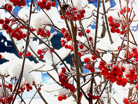 Winter red berries Wall Mural