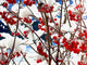 Winter red berries Wall Mural