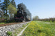 Steam train and cherry trees Wall Mural