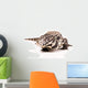 Tegu White
