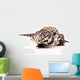 Tegu White